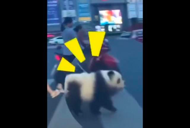 乐山熊猫狗逛街-WordPress极简博客