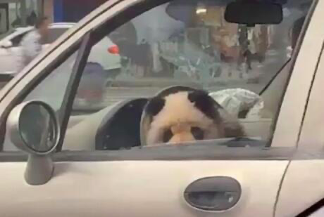 乐山熊猫狗逛街-WordPress极简博客