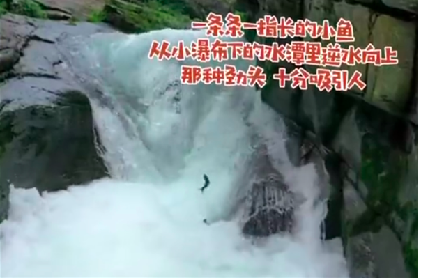 景区上演现实版鱼跃龙门插图 景区上演现实版鱼跃龙门-WordPress极简博客