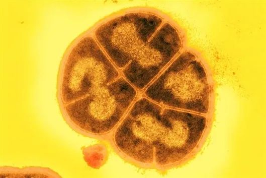 科学家发现5.5亿年前海底生物-WordPress极简博客