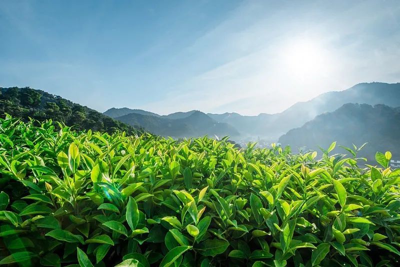 科学家发现5.5亿年前海底生物-WordPress极简博客