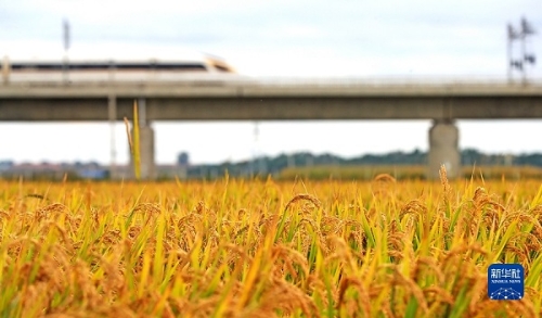 稳住农业基本盘做好三农工作-WordPress极简博客