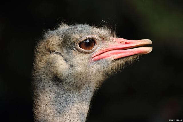 天津高速鸵鸟奔跑车辆纷纷避让-WordPress极简博客