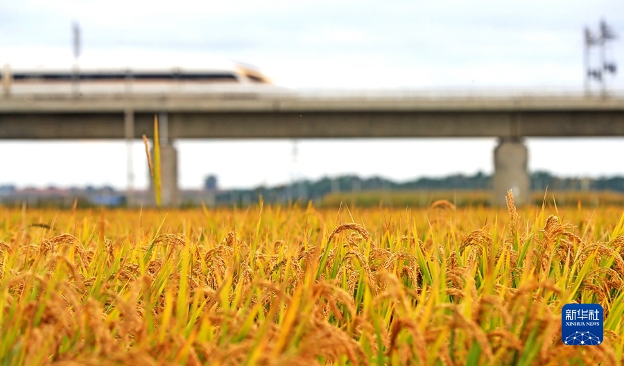 稳住农业基本盘做好三农工作-WordPress极简博客