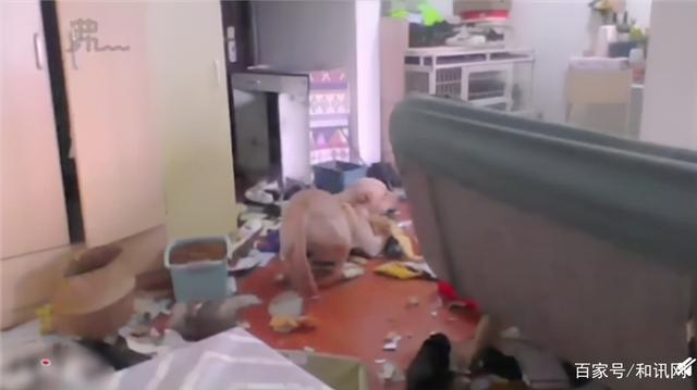 女子隔离14天通过监控看狗把家拆完-WordPress极简博客